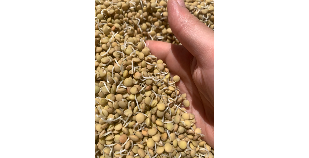 Going through sprouted lentils. Feeling the warmth and moisture of mother Earth in my hand.